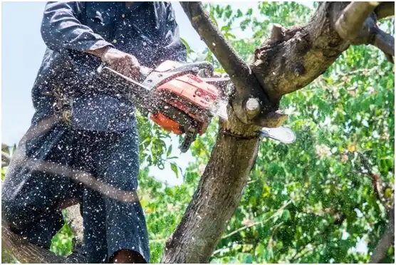 tree services Gustine